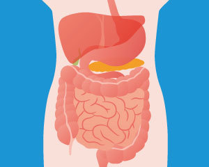 人体の図｜消化器系|大阪福島区玉川の内科クリニック