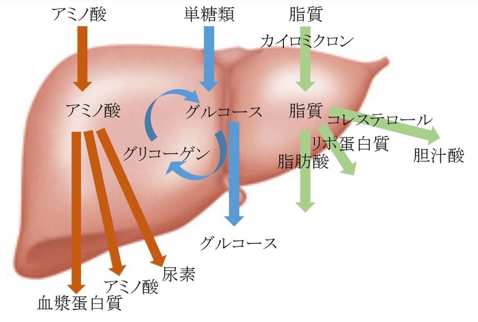 肝臓の処理機能|大阪福島区玉川の内科クリニック