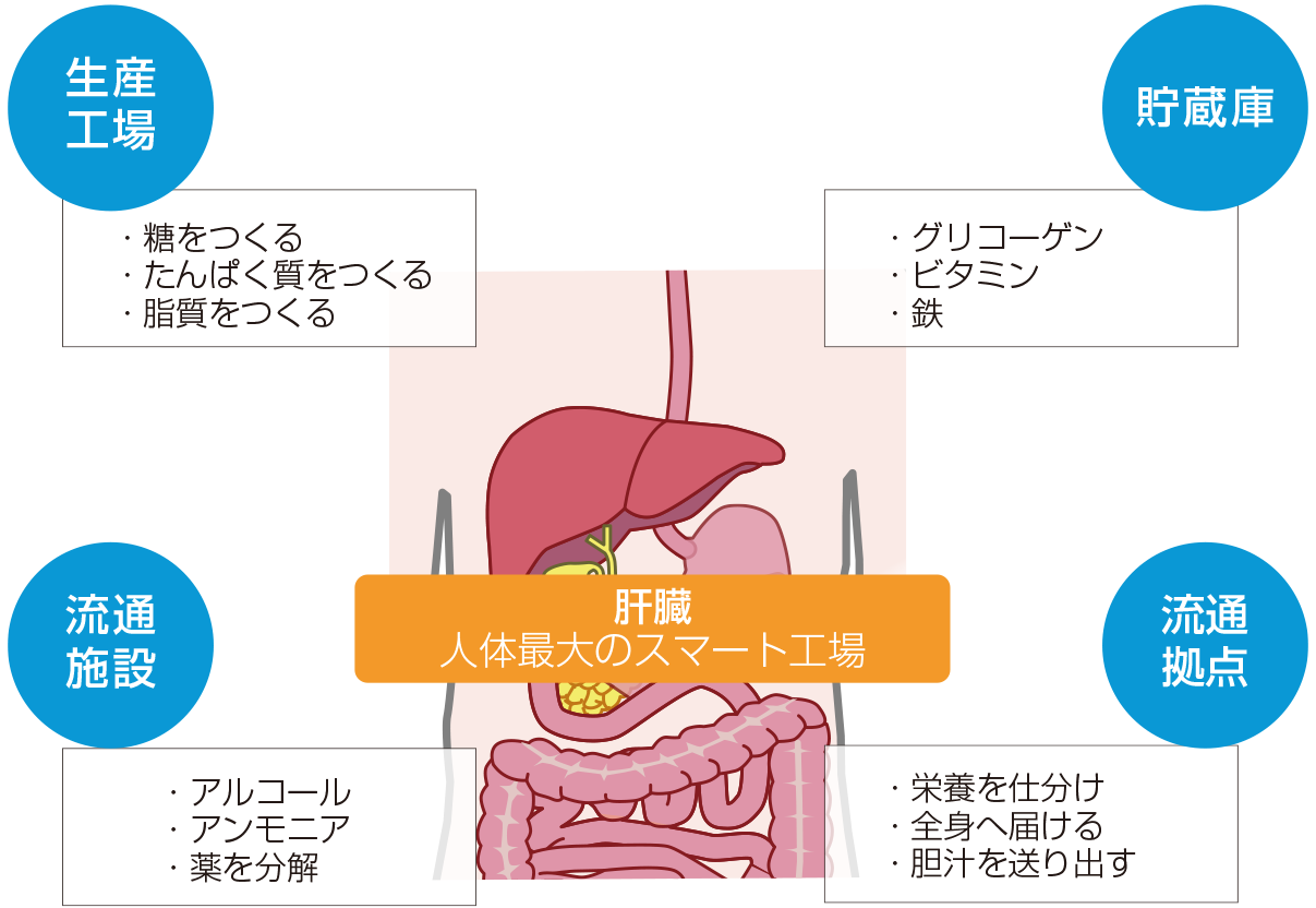 肝臓の役割