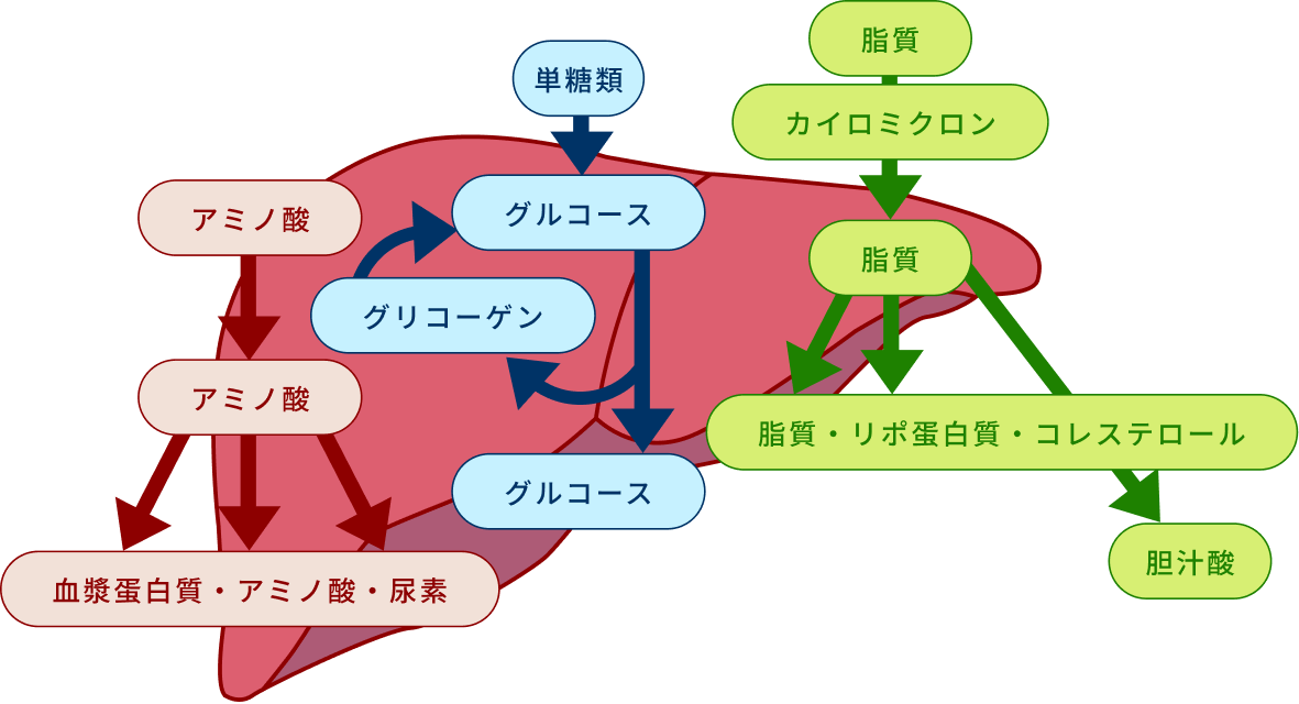 肝臓の代謝の仕組み